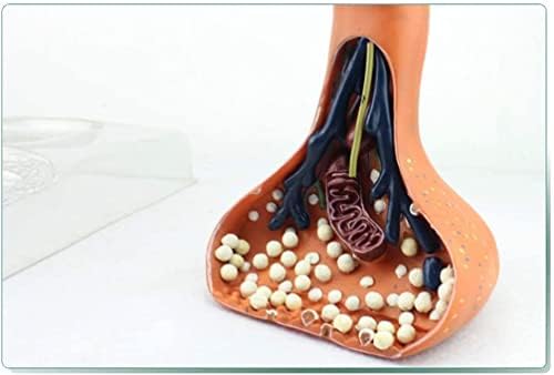 RRGJ Öğretim Modeli, İnsan Anatomisi Bilim Modelleri - Sinaptik Modeli İnsan Sinir Sistemi Tıbbi Anatomik Modeli Tıbbi