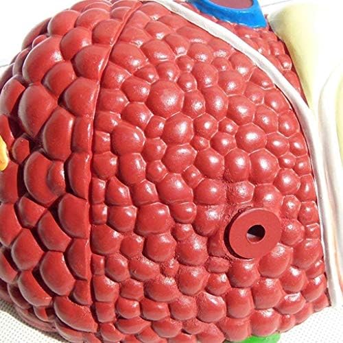 RRGJ model beyin, Yapı Bilimi Anatomi Visseral Modeller 3D Anatomik Patolojik Karaciğer Anatomik Modeli Tıbbi Eğitim
