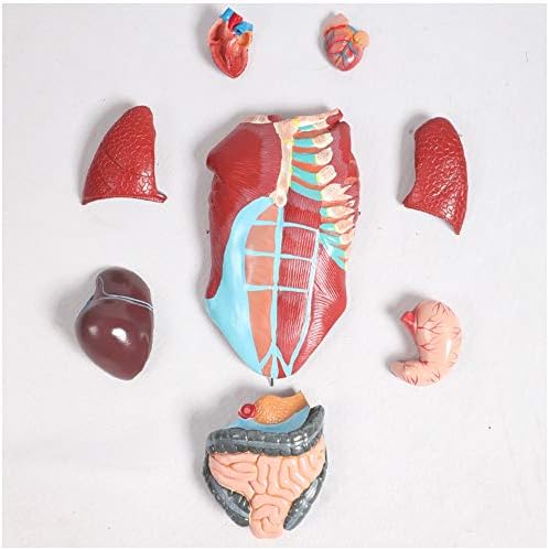 FHUILI Torso Anatomik Modeli - Ayrılabilir 27 Parçalı insan Kas Anatomisi Modeli-Tıbbi Anatomik Torso Modeli-Tıbbi