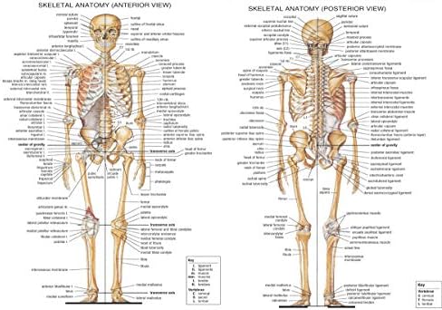 Anatomik İskelet-İskelet Sistemi Duvar Sanatı Poster-A4 (210x297mm)